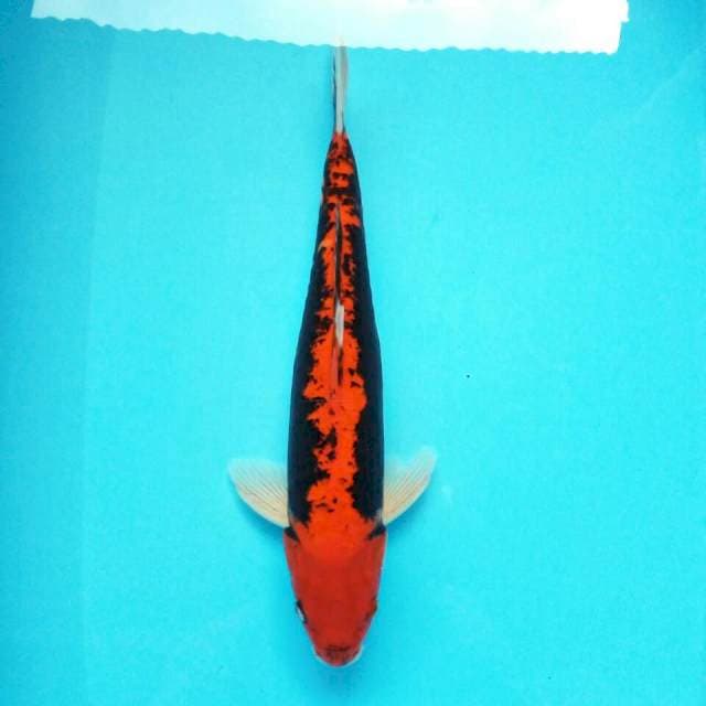 Benikumon*40cm