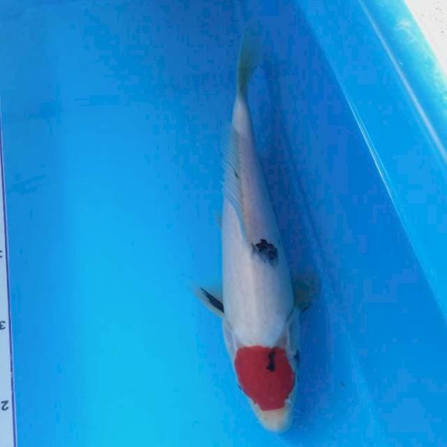 Tanco 28 cm