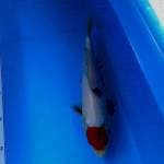 Tanco 28 cm