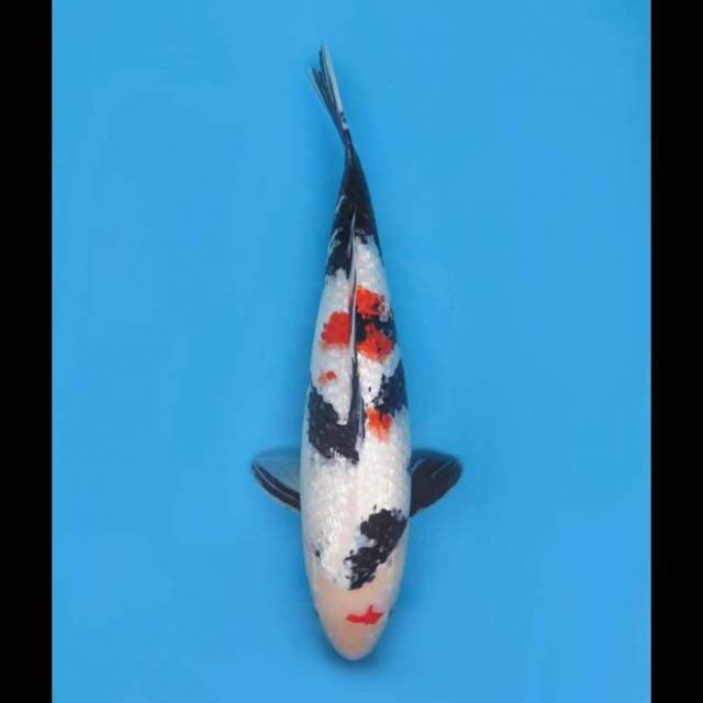 F1 Showa Full Ginrin - 44cm
