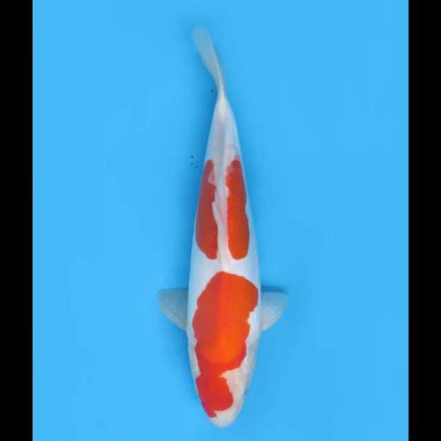 Kohaku Nidan Doitsu Murni - 35cm 