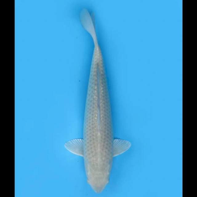 Jumbo Soragoi Jinak dan No Bocor - 43cm 