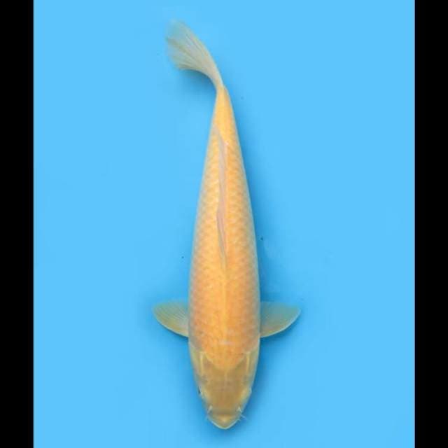 Jumbo Karasigoi bersih dan Jinak - 50cm