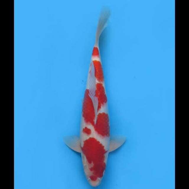 Ori Red Kohaku Pola Cantik - 38cm 