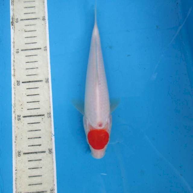 Tanco22cm
