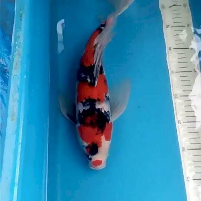 Kumpay Showa 40 cm