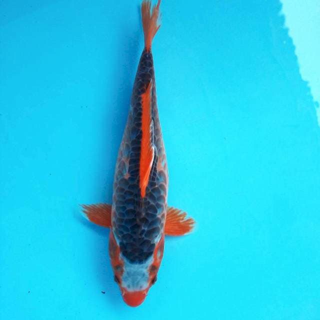 9. Tancho Aka Matsuba #32cm
