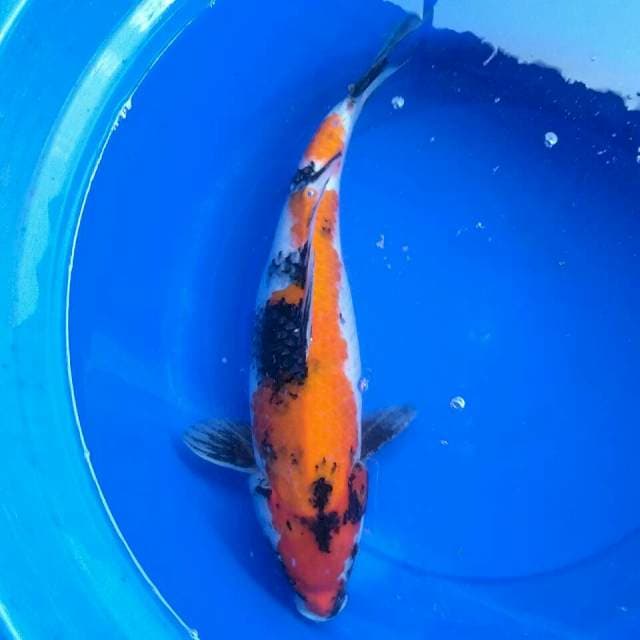 Showa 38cm