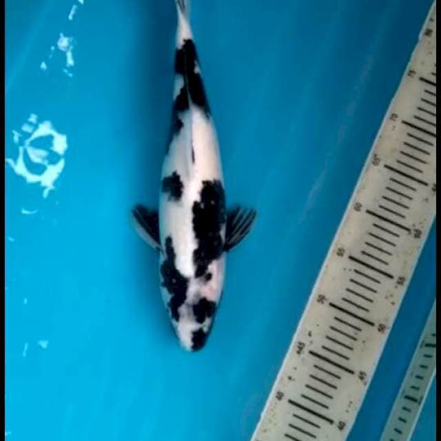 Shiro Female, 40cm