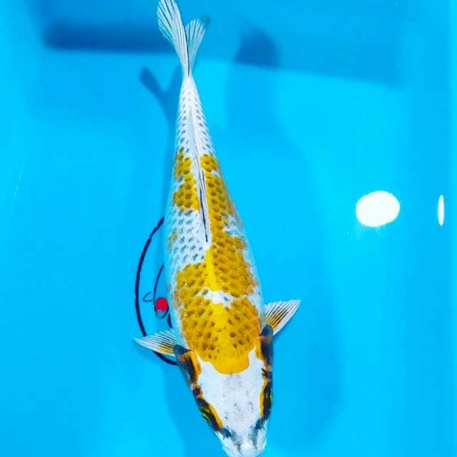Kojaku 27cm fm