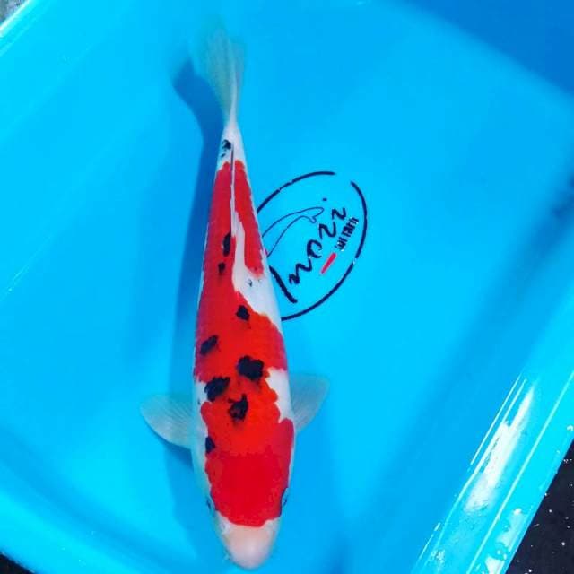 Sanke 32cm male Qlty