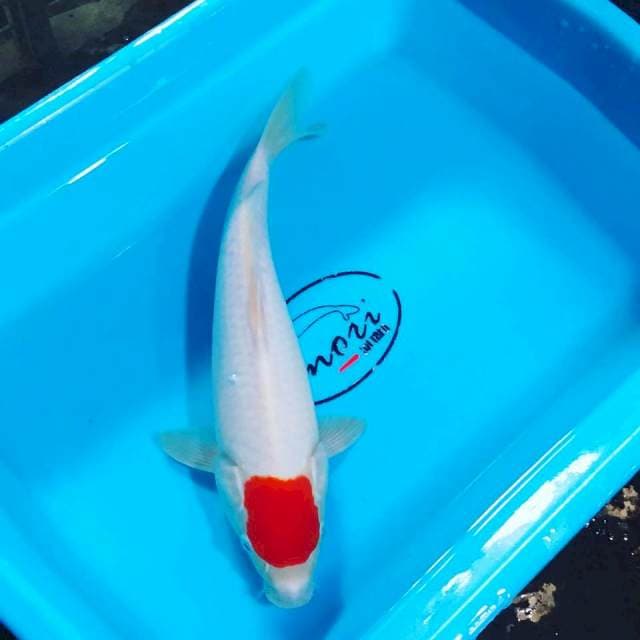 Original tancho 32cm