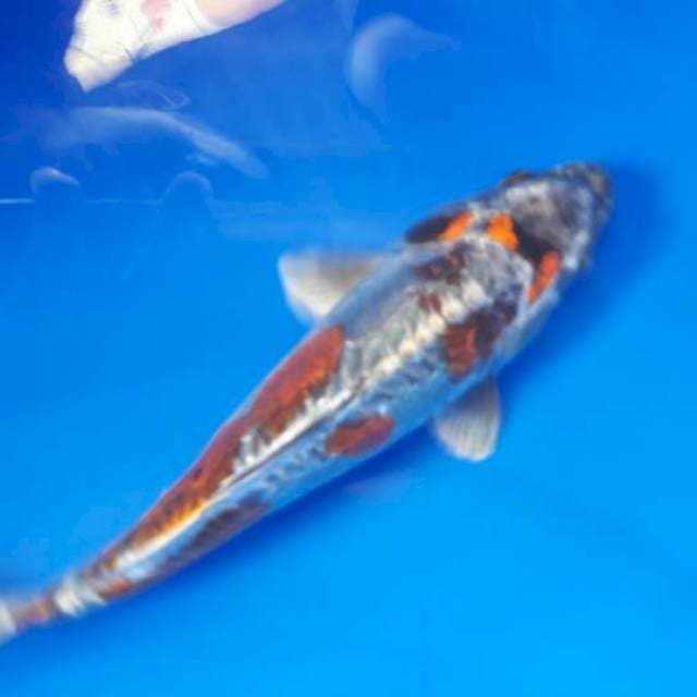 Silverquin