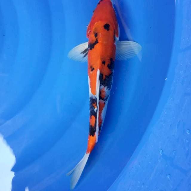 MALE SHOWA 