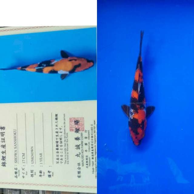 Showa import marusei