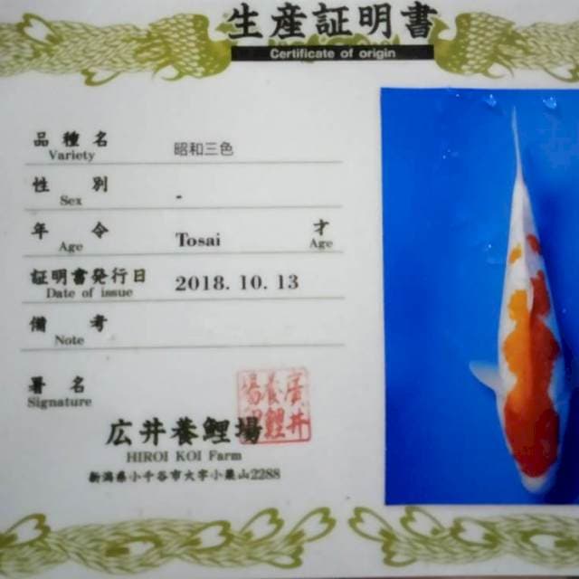 Kohaku gindrin hiroi import