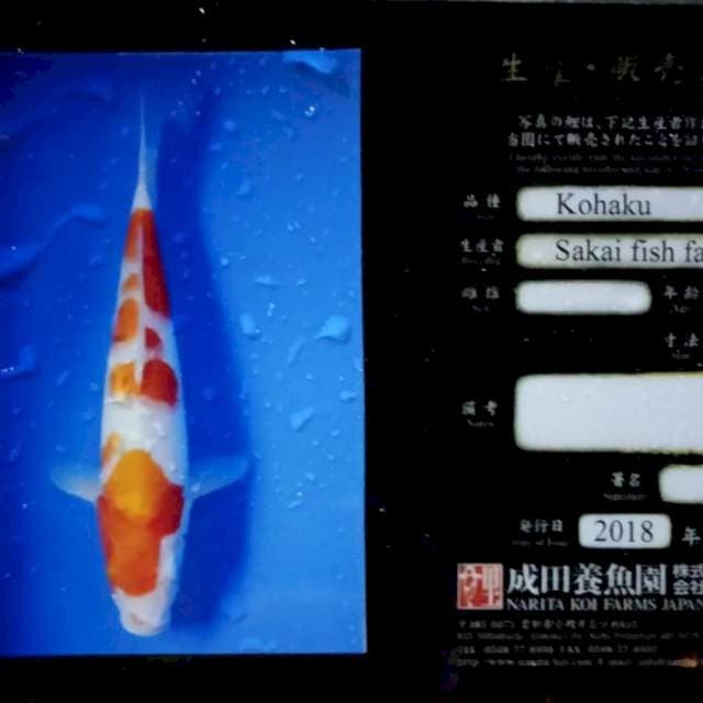 Kohaku import serty