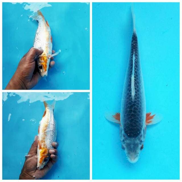 4. Asagi Medium || 25 cm