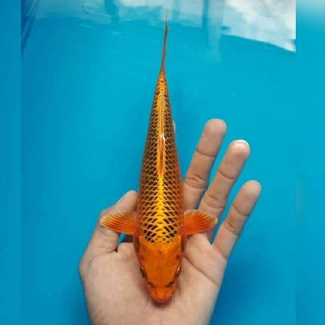 MATSUBA MALE