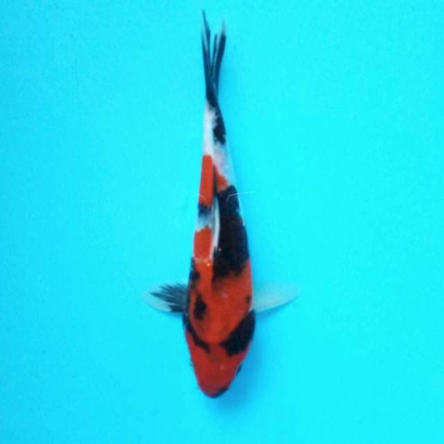 7. Showa Mini || 20 cm