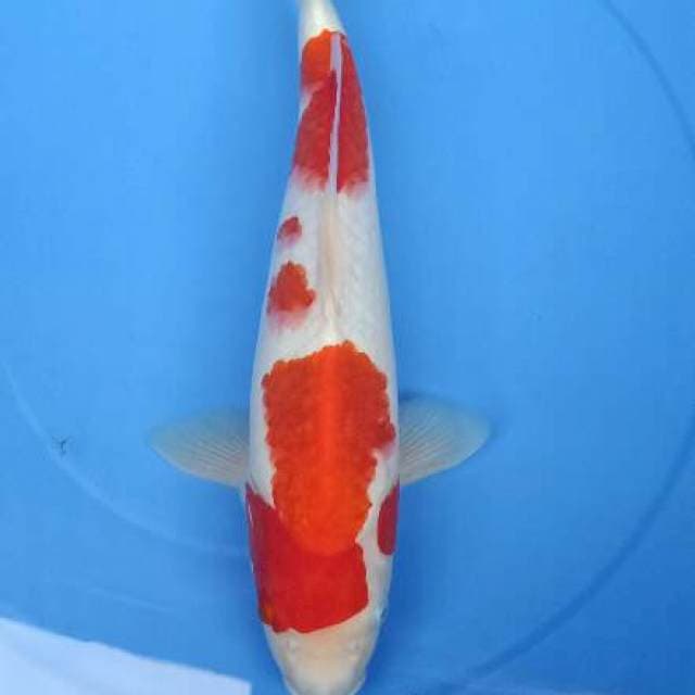Kohaku