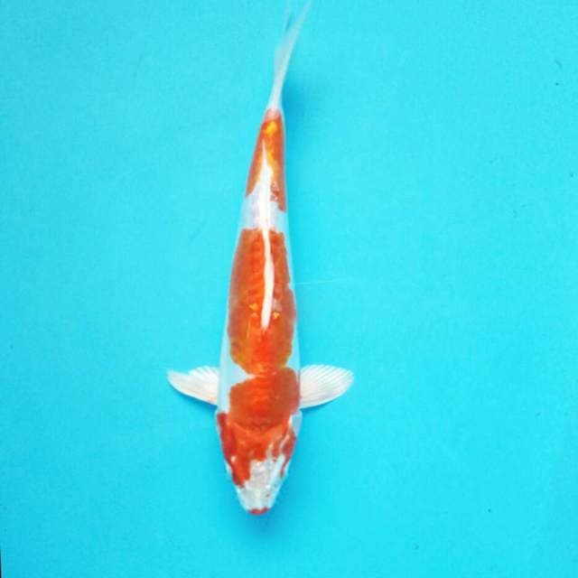 8. Big Kikushui || 32 cm