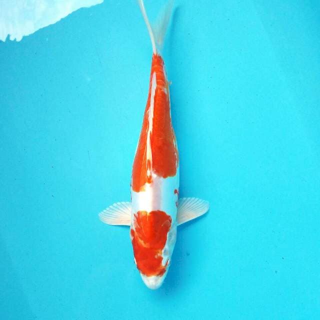 10. Big Kikushui || 35 cm