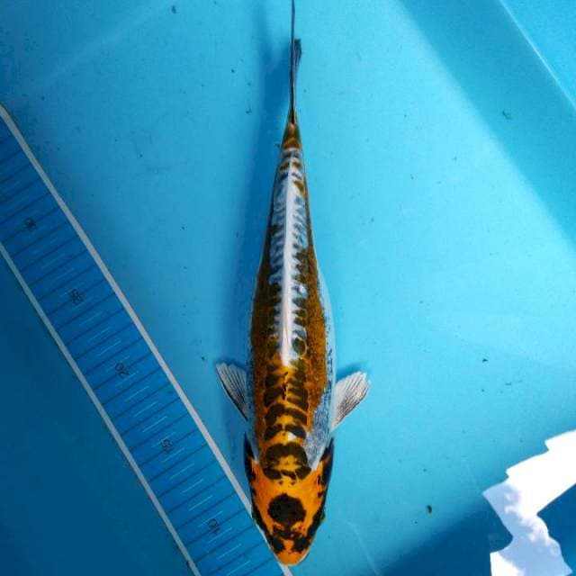 Kawarimono 32 cm