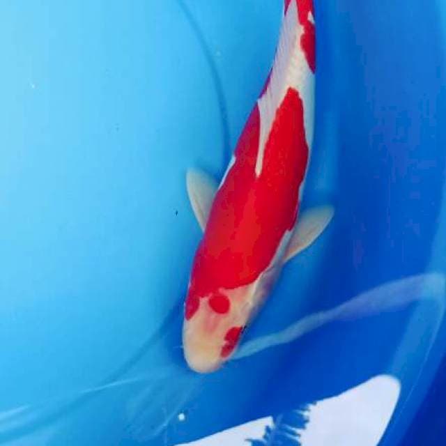 Kohaku Doitsu Murni