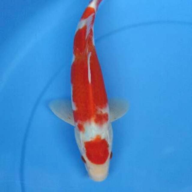 Kohaku