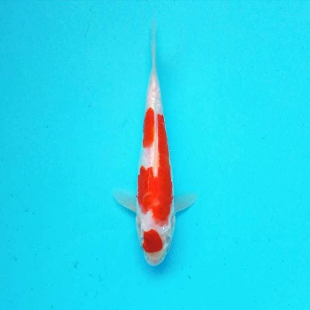 Doit kohaku*25cm