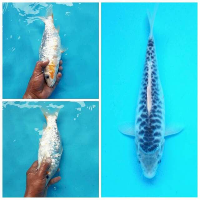 Kagami rapi*27cm