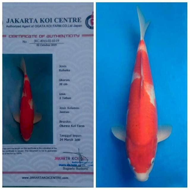 Okawa Pejantan Kohaku