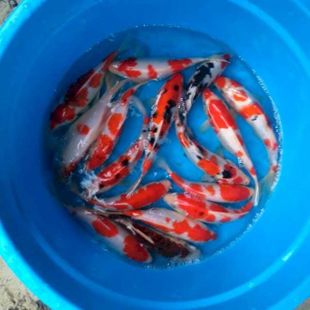 Mix koi gread a