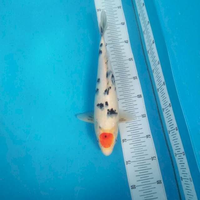 Tanco sanke, 34cm