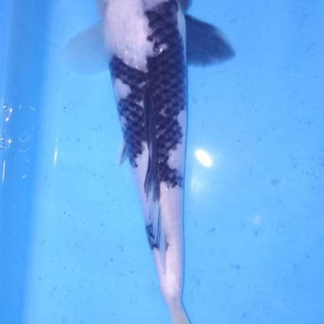 Shiro 23cm