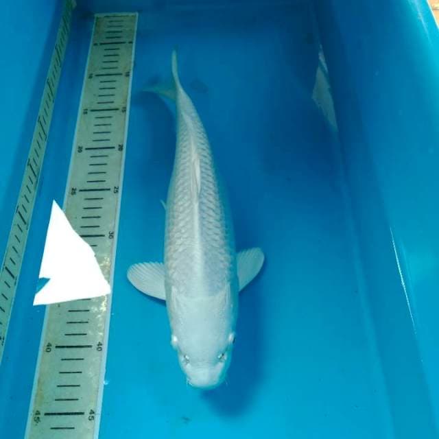 Platinum 35 cm