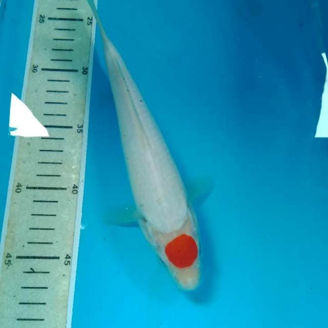 Original Tancho Kohaku 24 cm