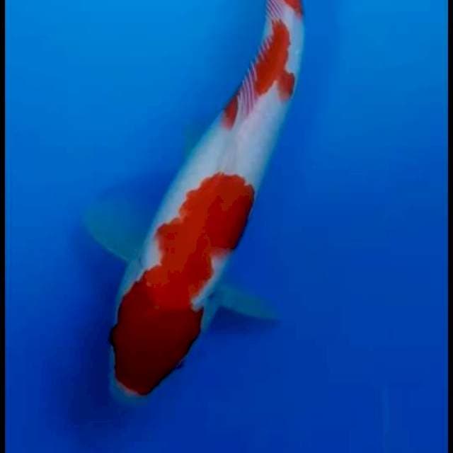 Kohaku merona 30cm