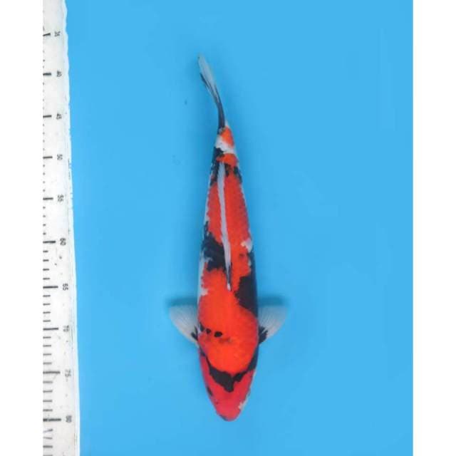 Showa Sanshoku Prospek , 37cm 