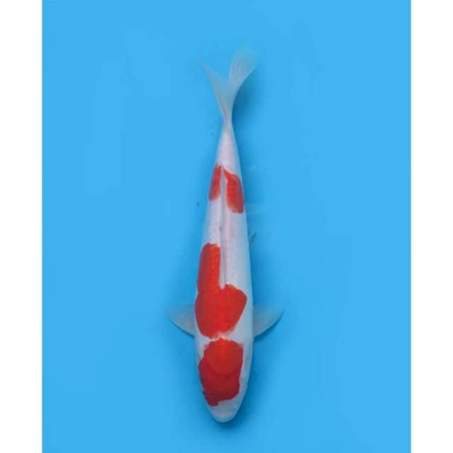 Sandan Kohaku Doitsu Murni , 30cm