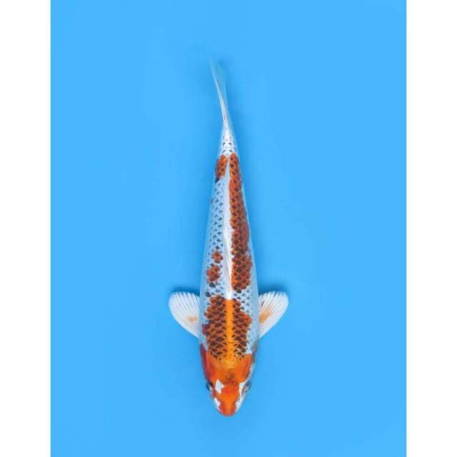 Kujaku Full Hikari , 30cm