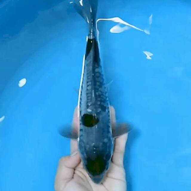 Maruten Ochiba Doitsu 22 cm