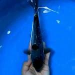 Maruten Ochiba Doitsu 22 cm