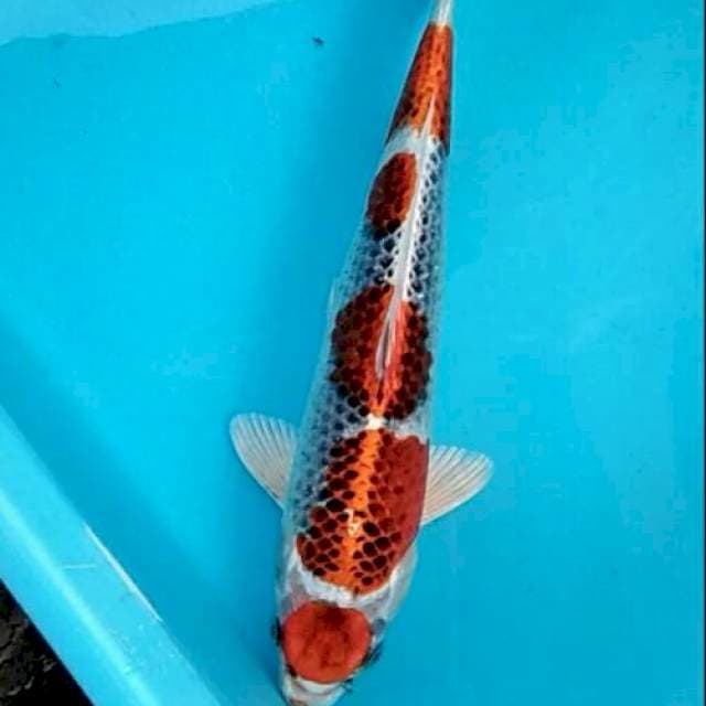 Maruten kujaku ceplok 30cm