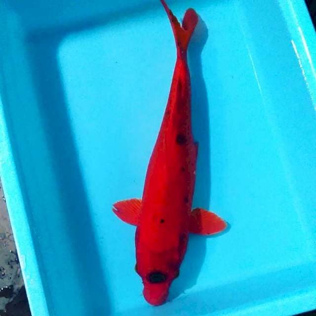 Bini antik 35cm merah merona 