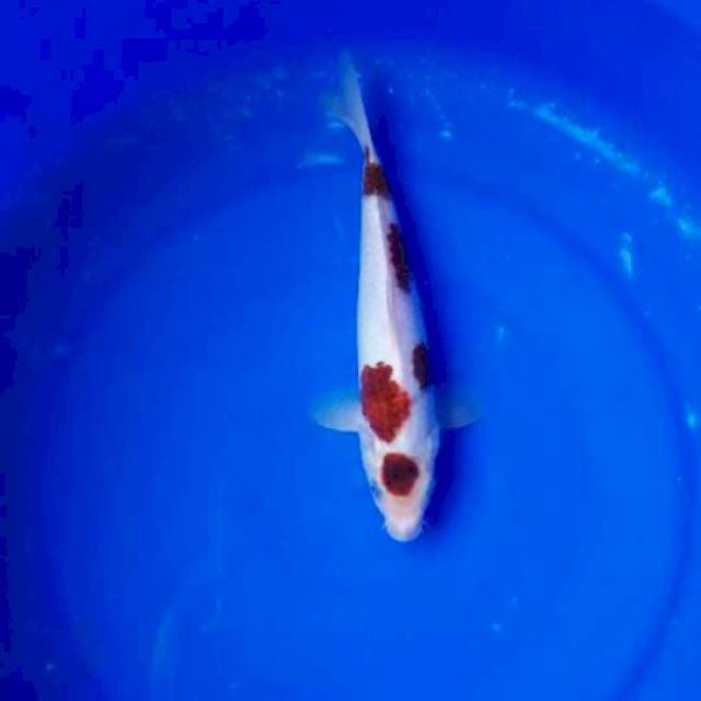 Goromo 26 cm