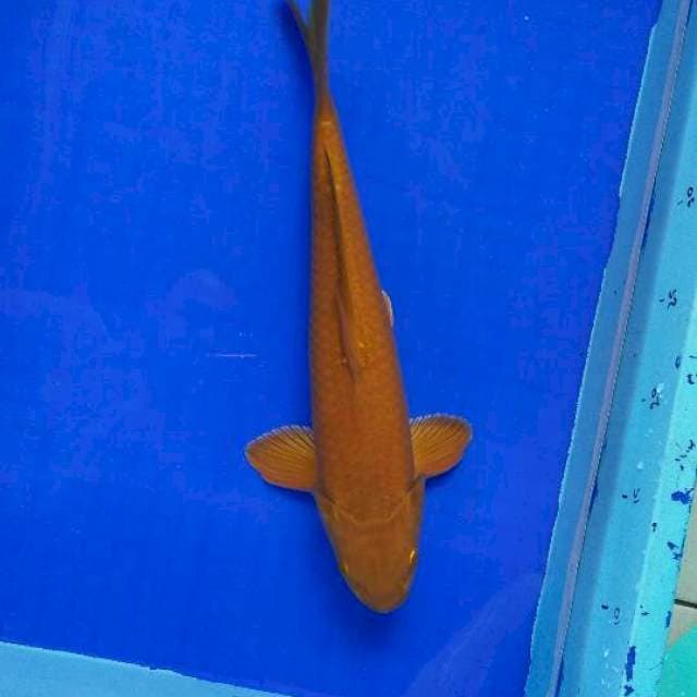 35cm Tembaga Cagoi