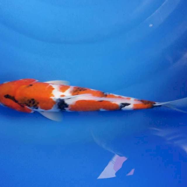 Jantan