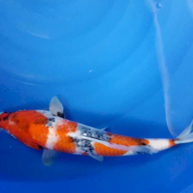40 cm Showa. Jantan